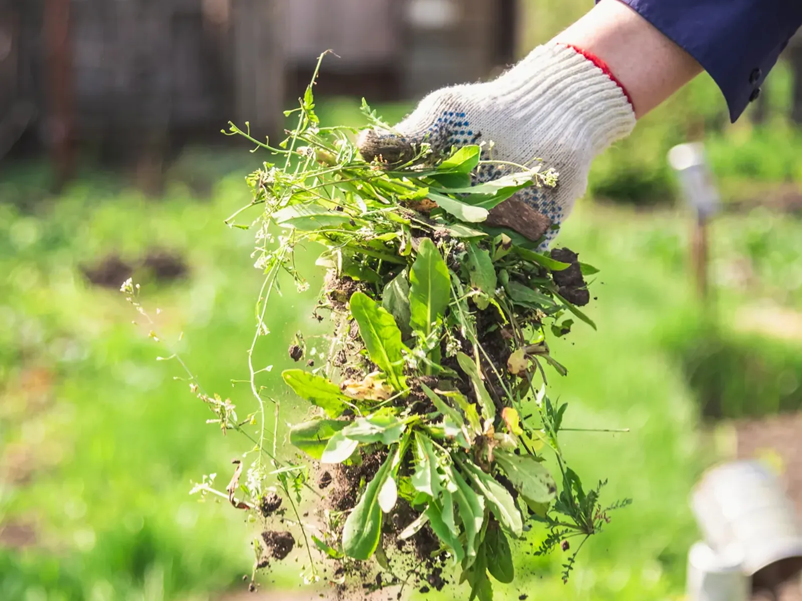Pulling weeds by hand from a residential flower bed